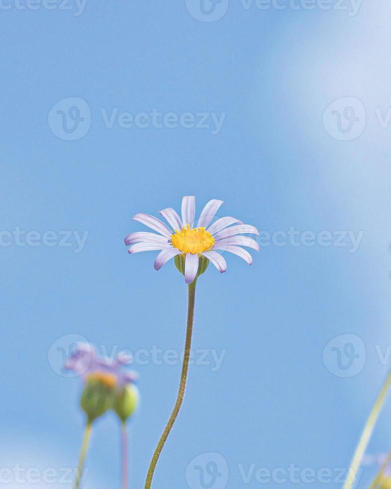 dettagliato foto di un' bellissimo viola fiore contro un' chiaro blu cielo