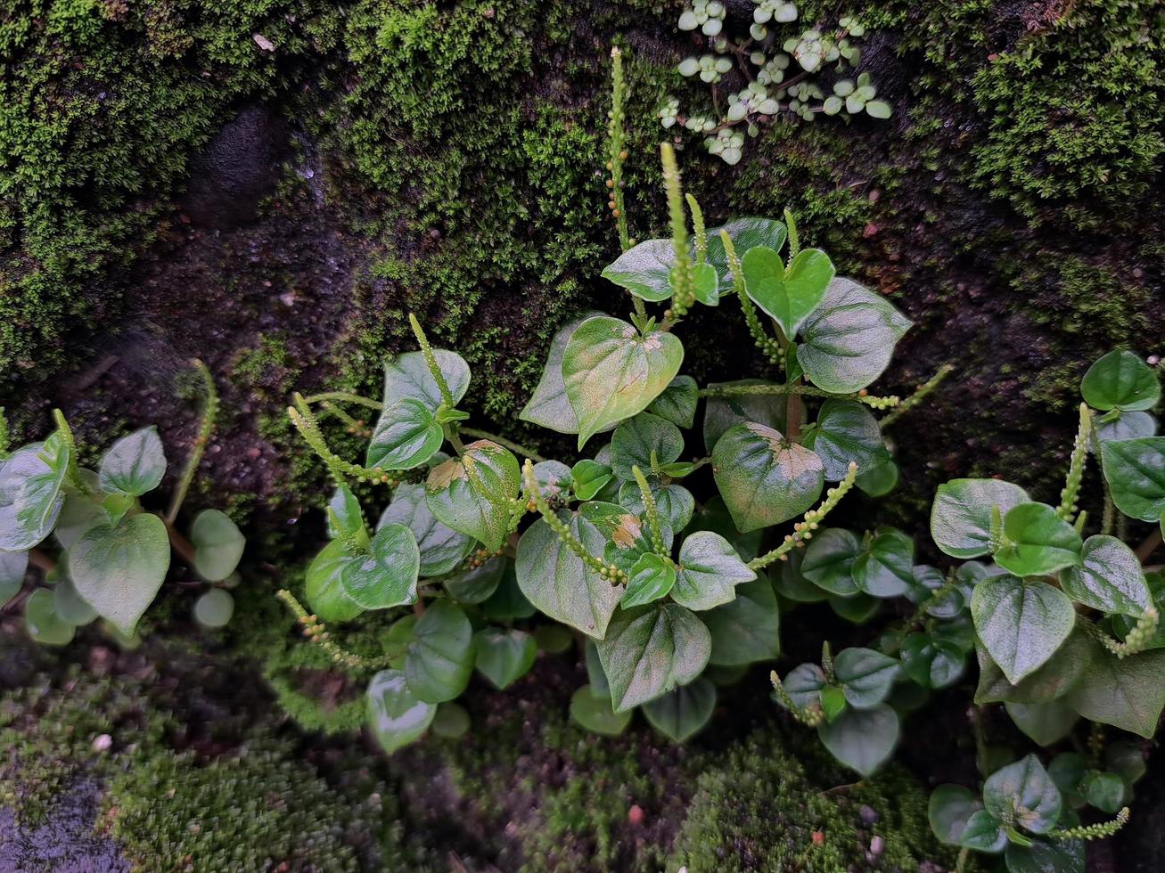 daun siri cina o peperomia pellucida su un vecchio parete. può essere Usato per erbaceo medicinale. foto