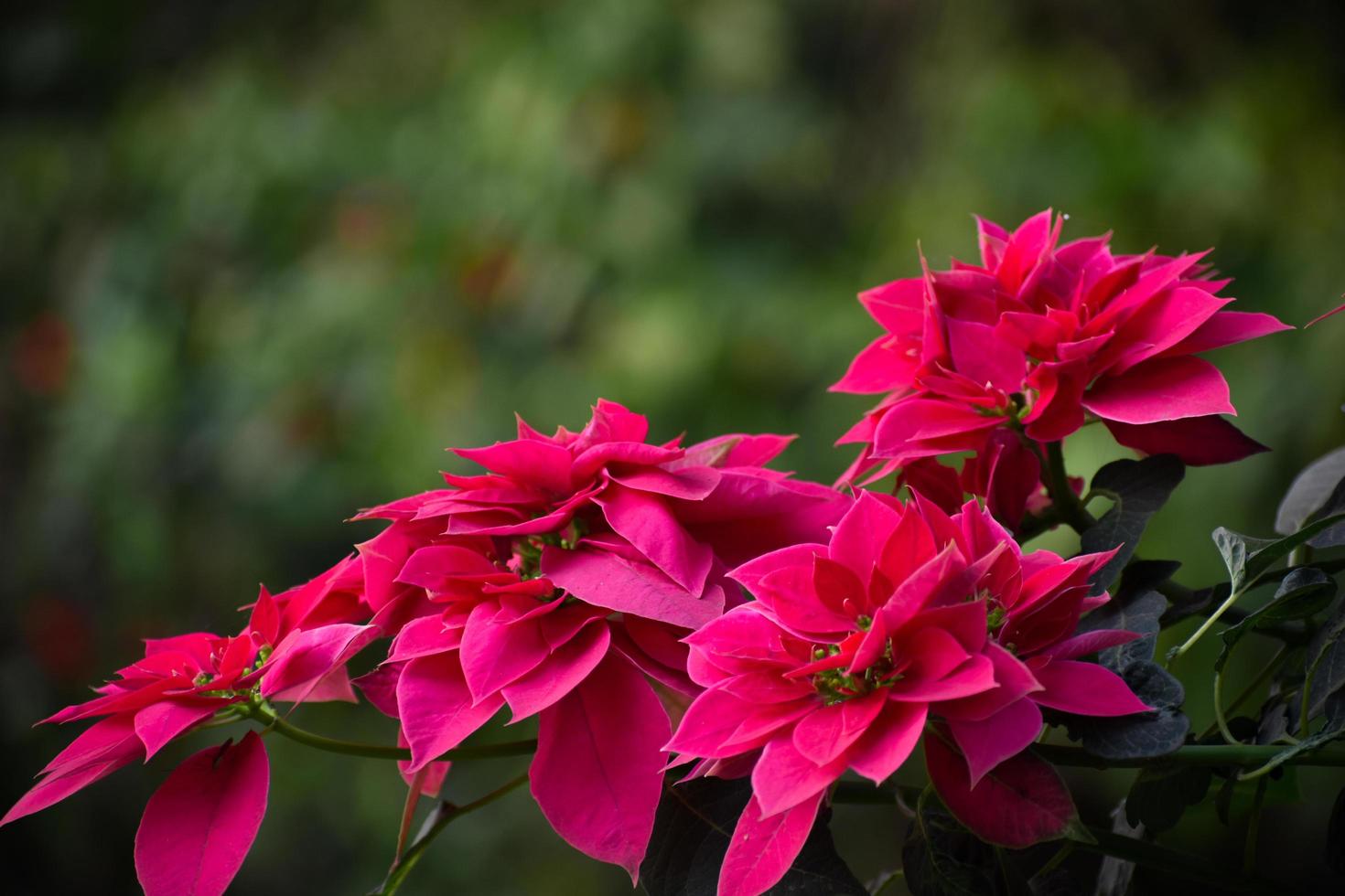 un' vicino su di rosa e rosso poinsettia fiori foto