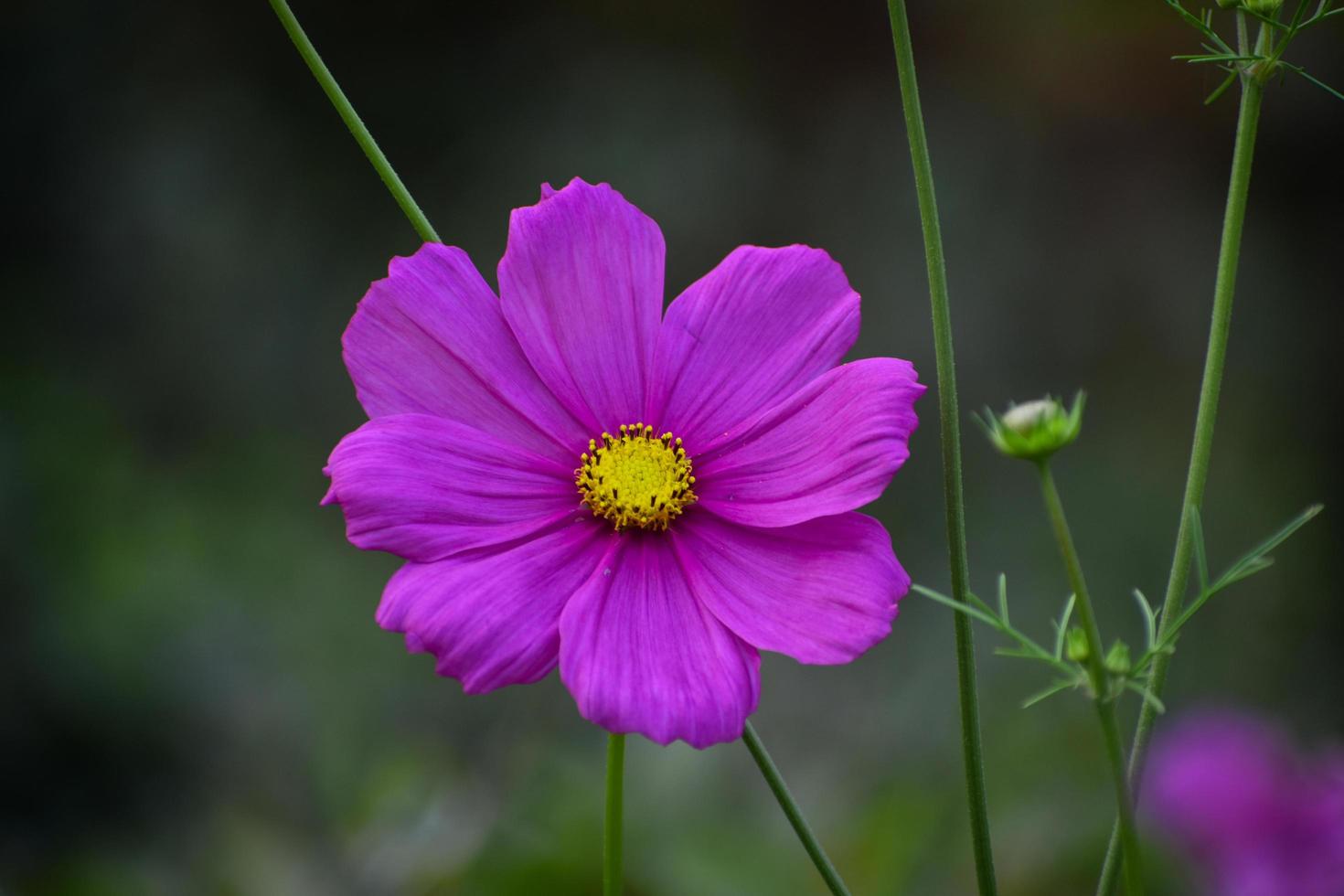 vicino su di bellissimo giardino cosmo bipinnatus foto