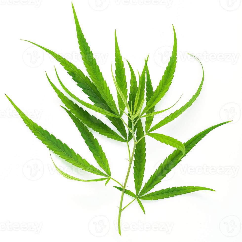 verde canapa le foglie con bicchiere bottiglia di canapa olio riflessione isolato su bianca sfondo. marijuana canapa . foto