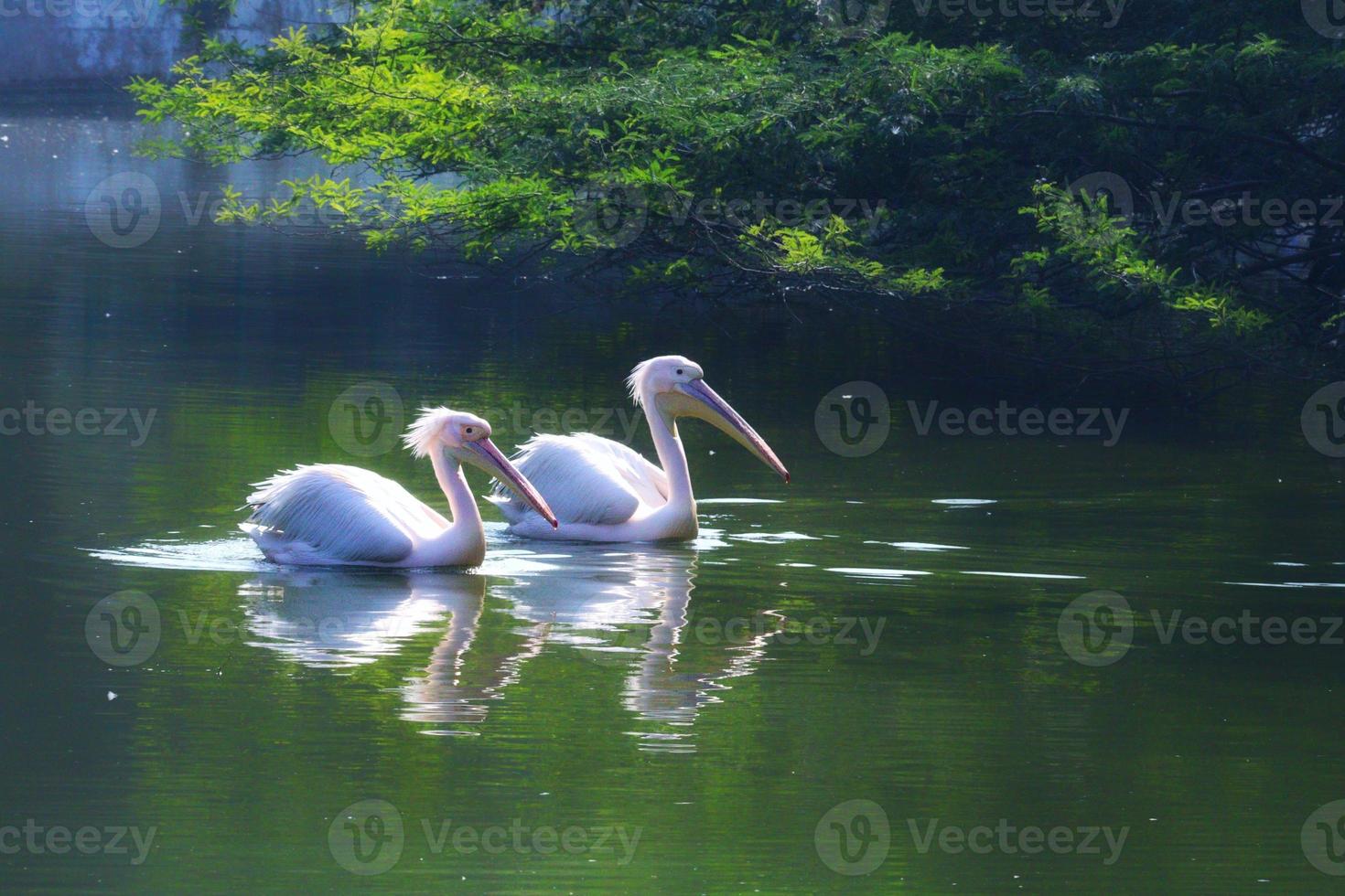 avvicinamento Visualizza di un' paio di bianca pellicano nuoto su un' lago su un' estate giorno foto