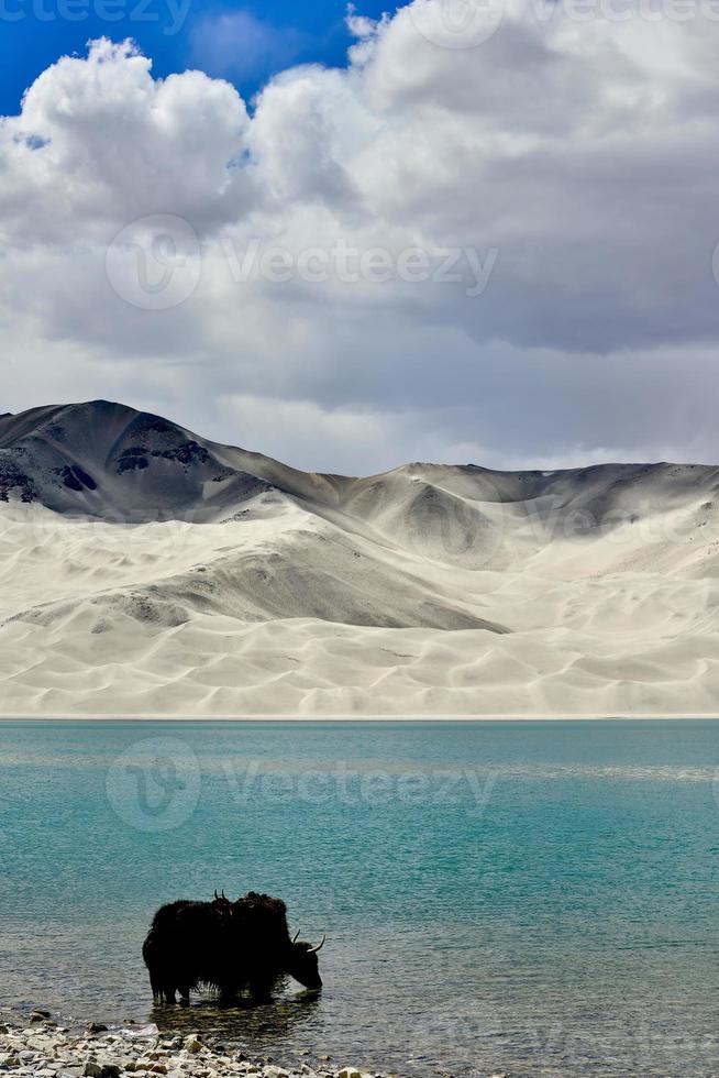 alpino yaks potabile acqua nel il baisha lago di bulunkou serbatoio nel meridionale xinjiang foto