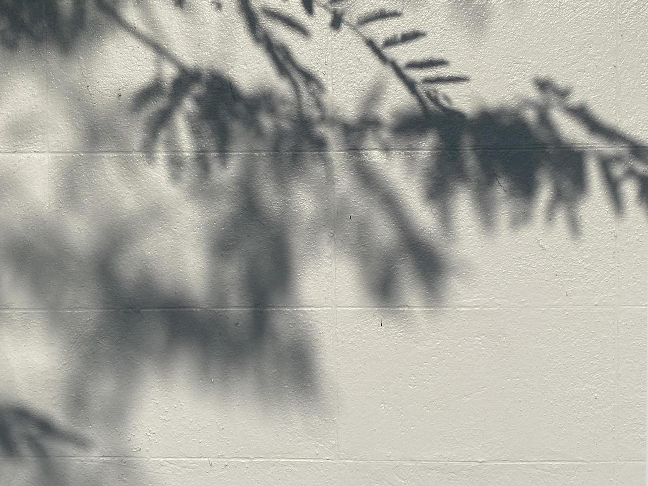 le foglie ombra sfondo su calcestruzzo parete struttura, le foglie albero rami ombra con luce del sole foto