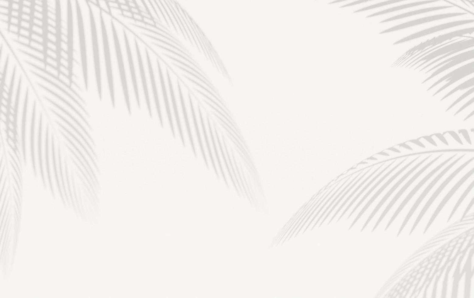 sfondo bianco con ombra definita di foglie di palma foto