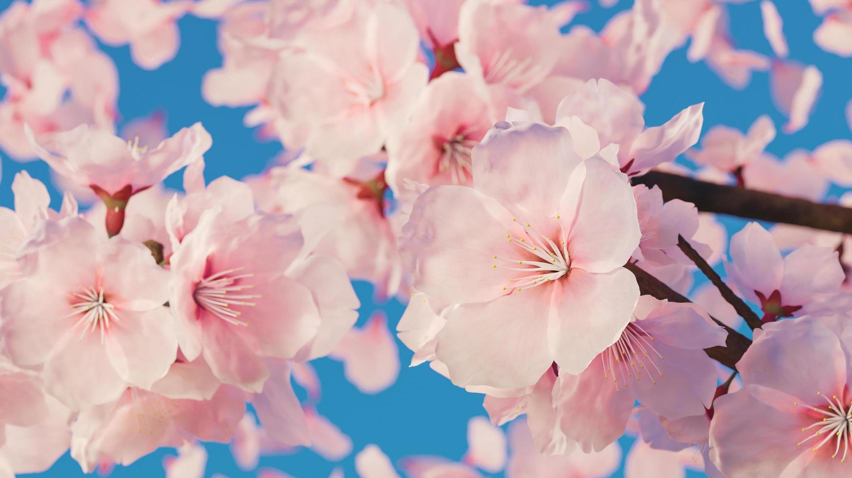 primo piano di fiori di ciliegio con un sacco di petali, rendering 3d foto