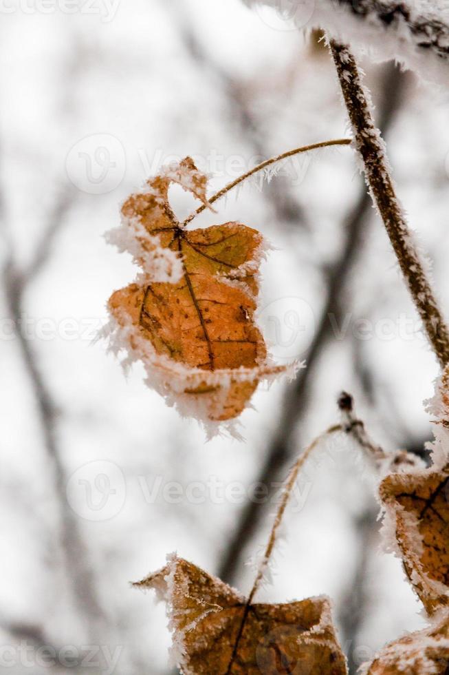 inverno le foglie coperto con neve e brina foto