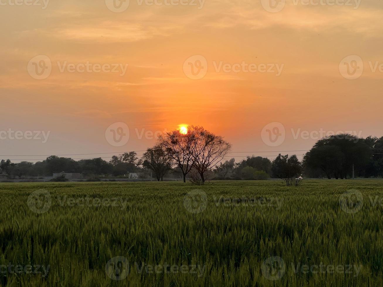 verde Grano campo fischio, Grano crusca i campi e Grano nel un' villaggio foto