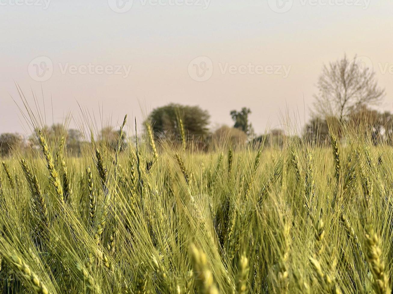 verde Grano campo fischio, Grano crusca i campi e Grano nel un' villaggio foto