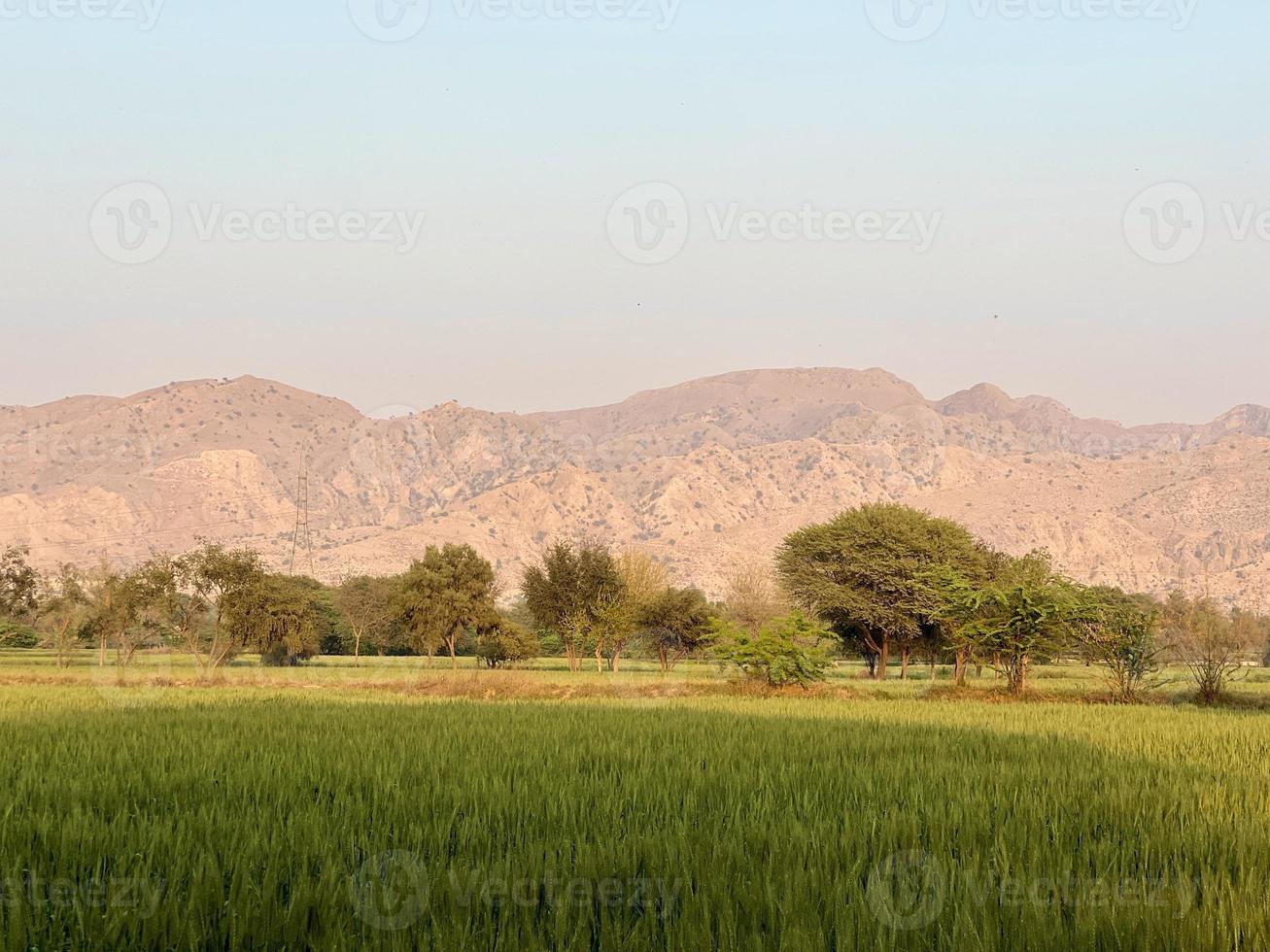 verde Grano campo fischio, Grano crusca i campi e Grano nel un' villaggio foto