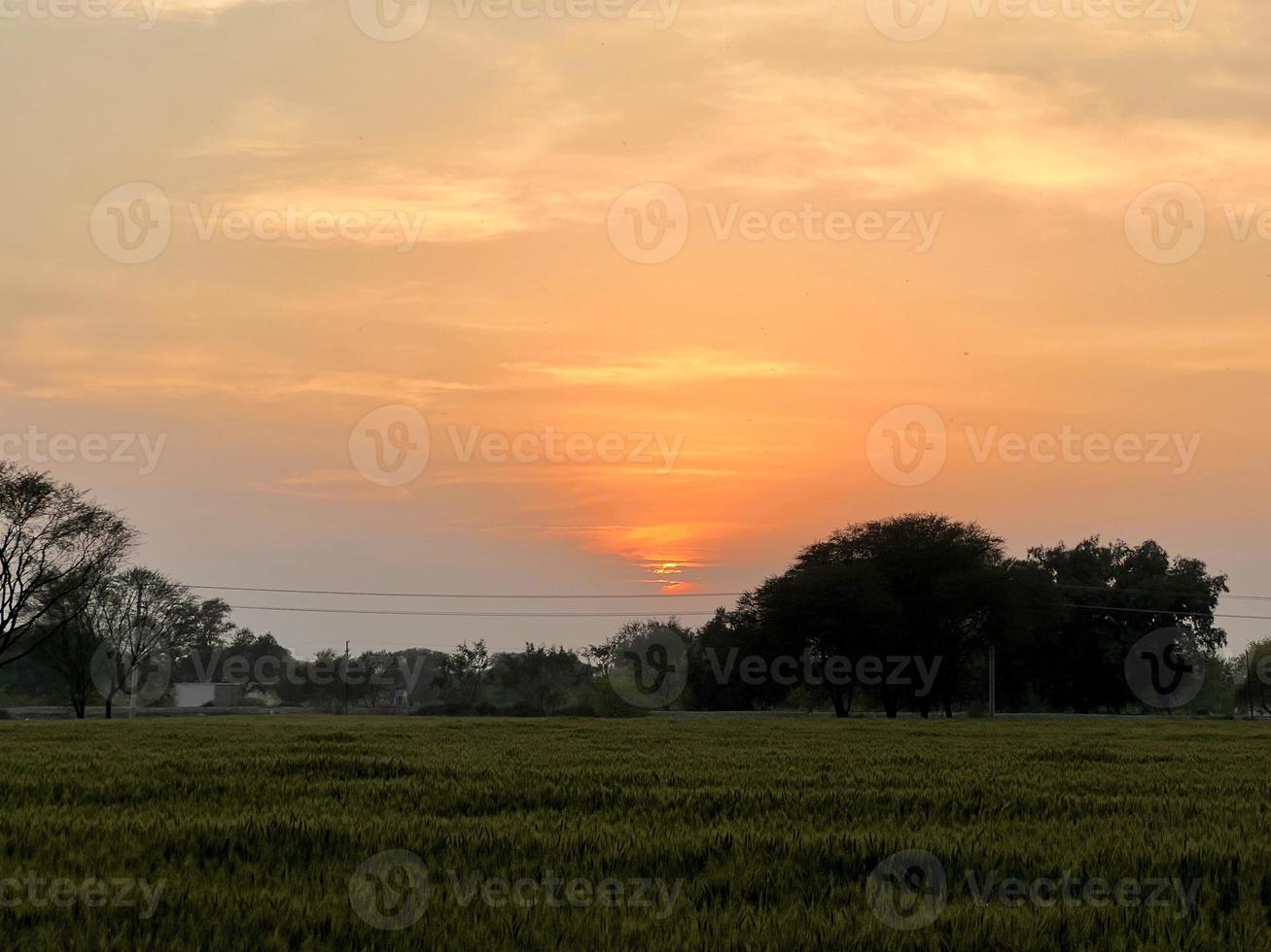 verde Grano campo fischio, Grano crusca i campi e Grano nel un' villaggio foto