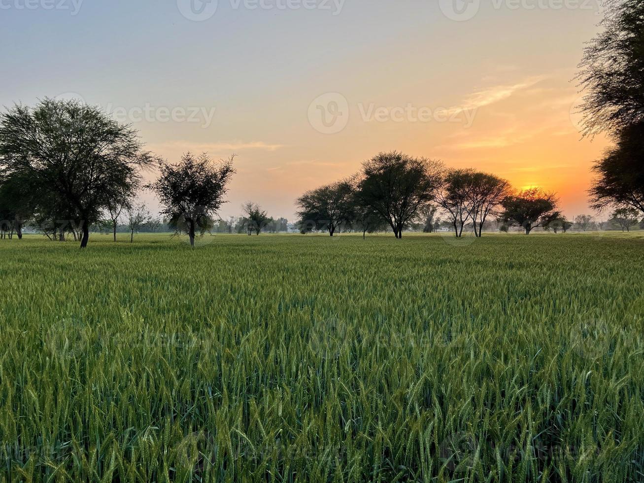 verde Grano campo fischio, Grano crusca i campi e Grano nel un' villaggio foto