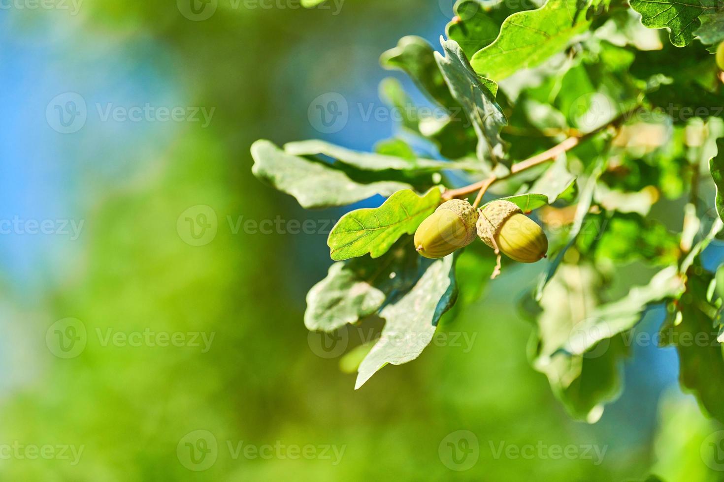 verde ghiande su quercia ramo, copia spazio foto