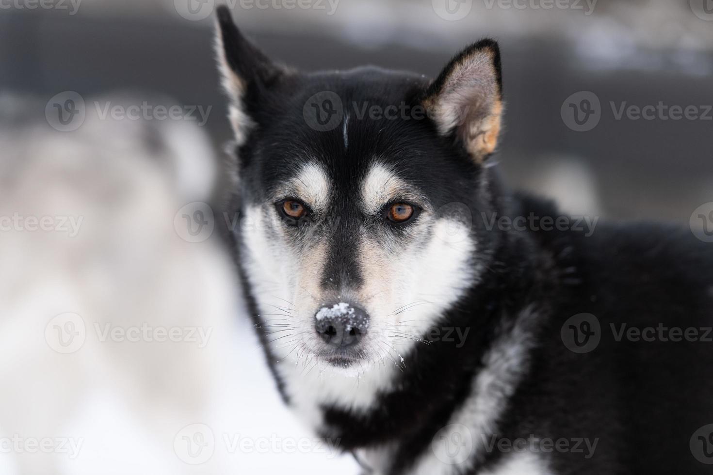 ritratto di cane husky, sfondo nevoso invernale. animale domestico divertente a camminare prima dell'addestramento del cane da slitta. foto