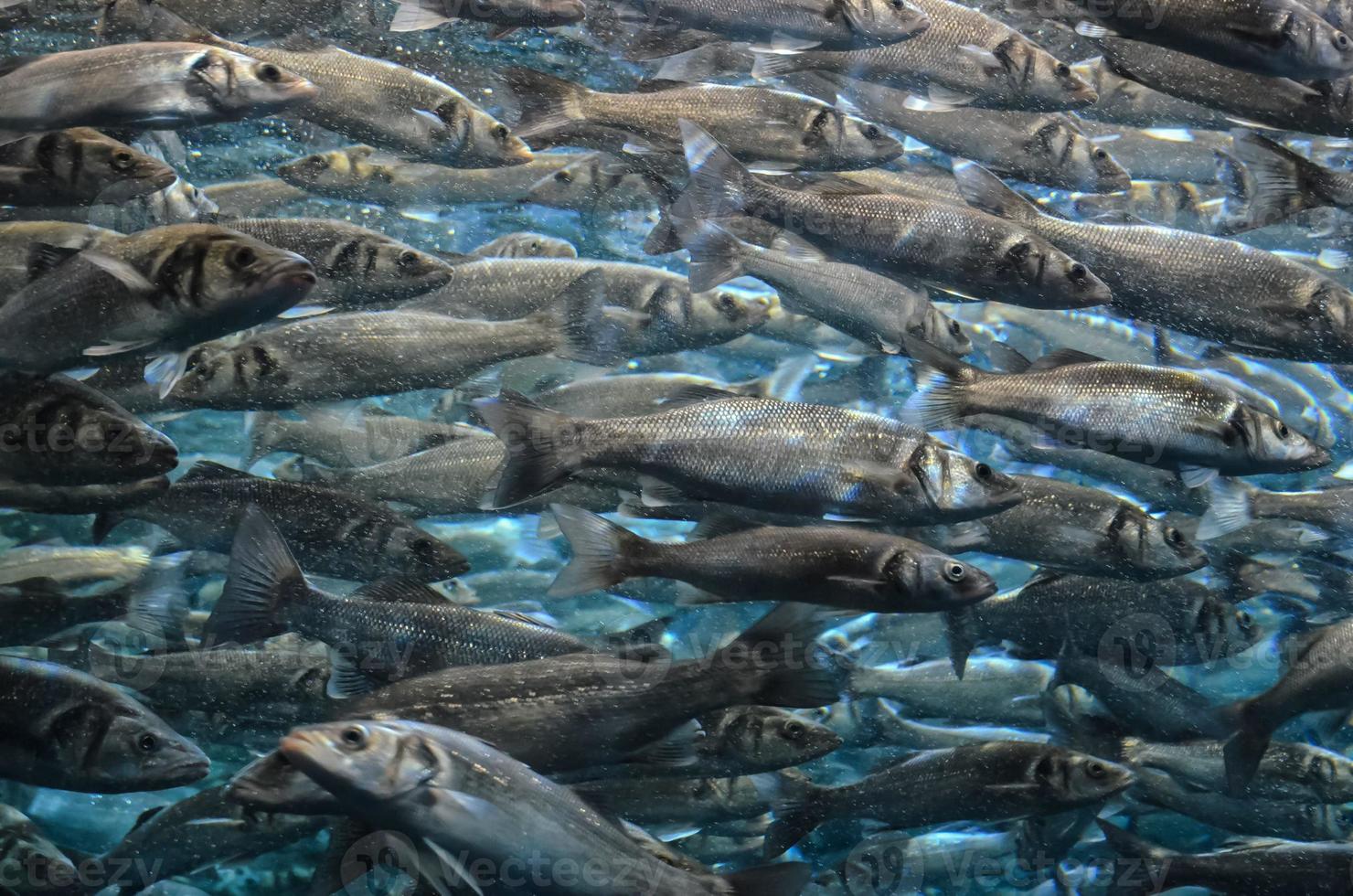 marino vita nel il acquario foto