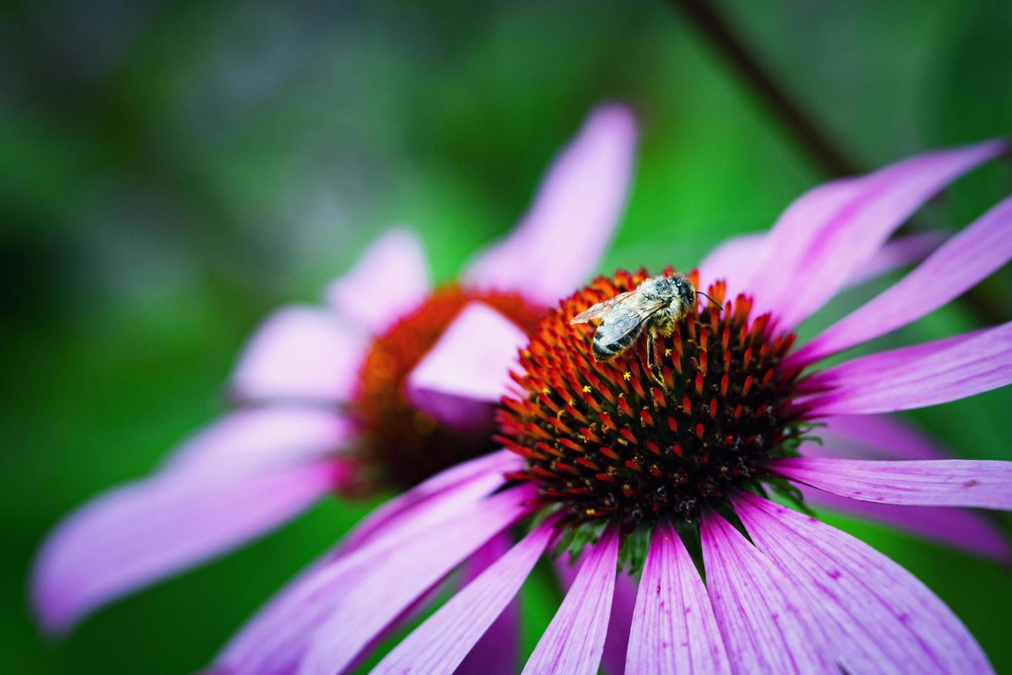 ape bagnata su echinacea foto