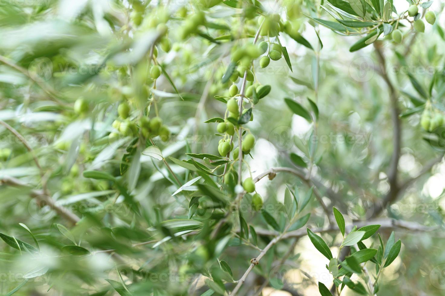 olive verdi che crescono su un ramo di ulivo in giardino foto