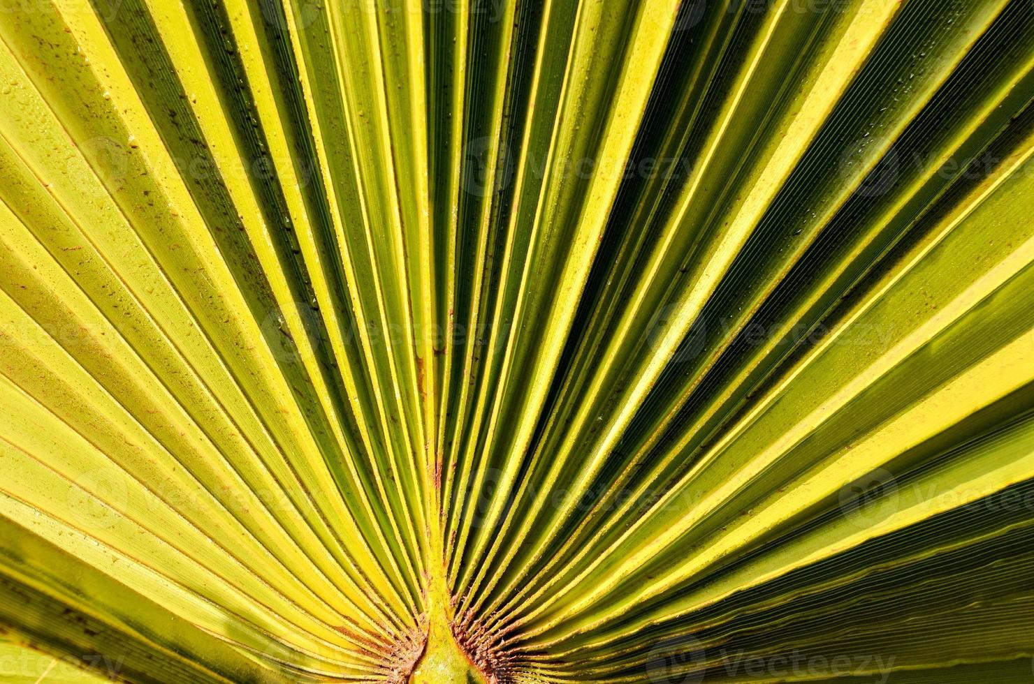 foglia di palma verde foto