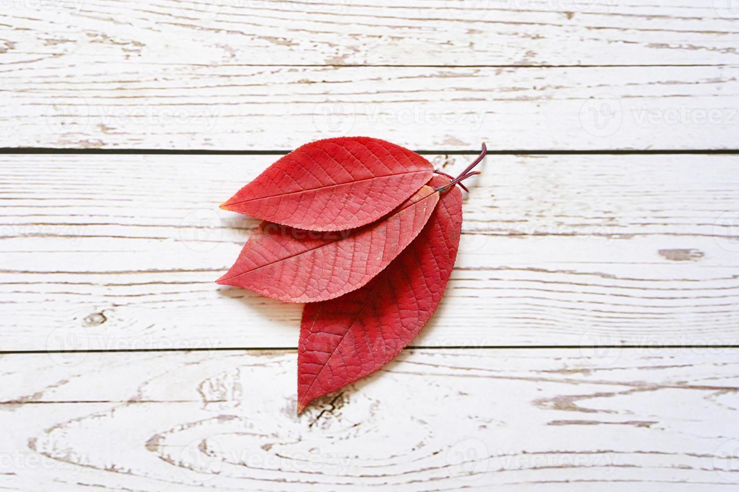 diverse foglie cadute autunno rosso su uno sfondo di tavola di legno chiaro foto