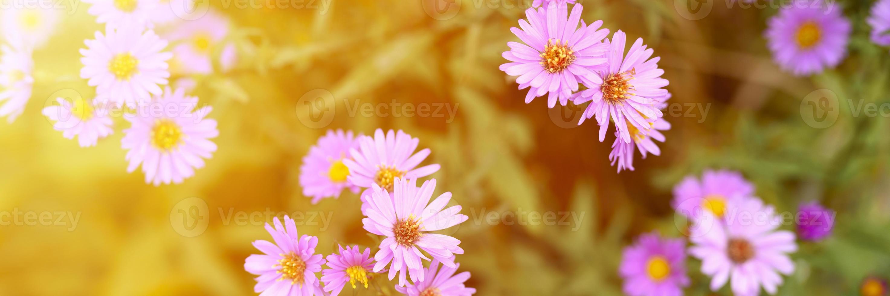 fiori autunnali aster novi-belgii vibranti di colore viola chiaro foto