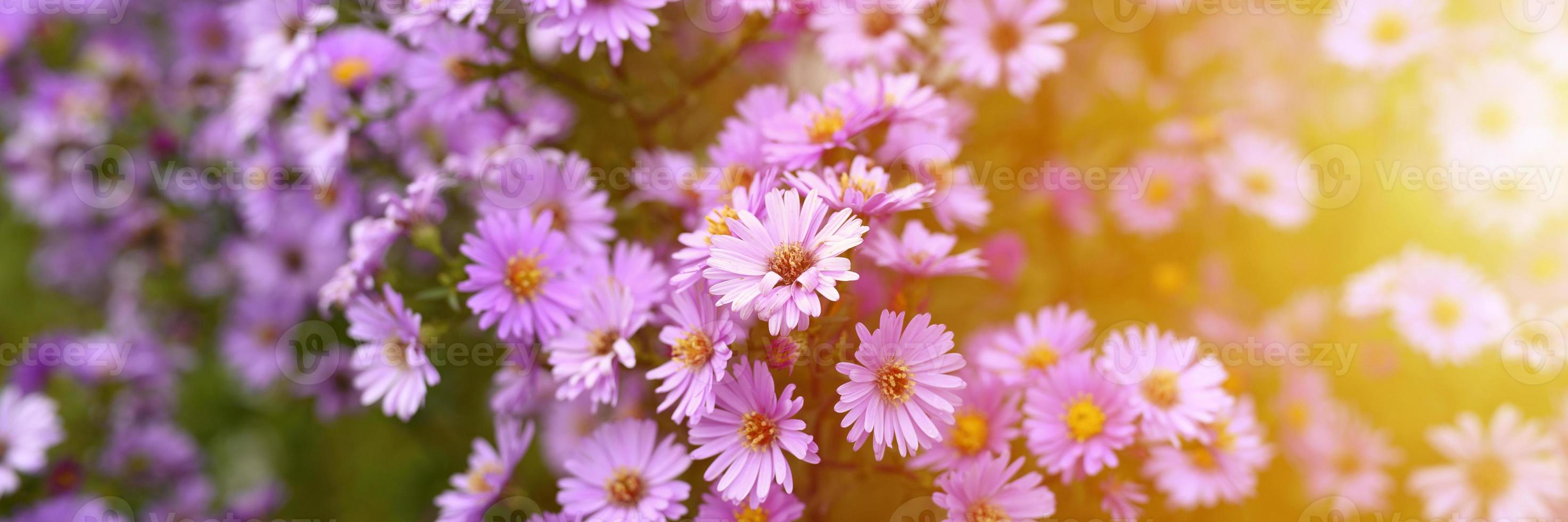 fiori autunnali aster novi-belgii vibranti di colore viola chiaro foto