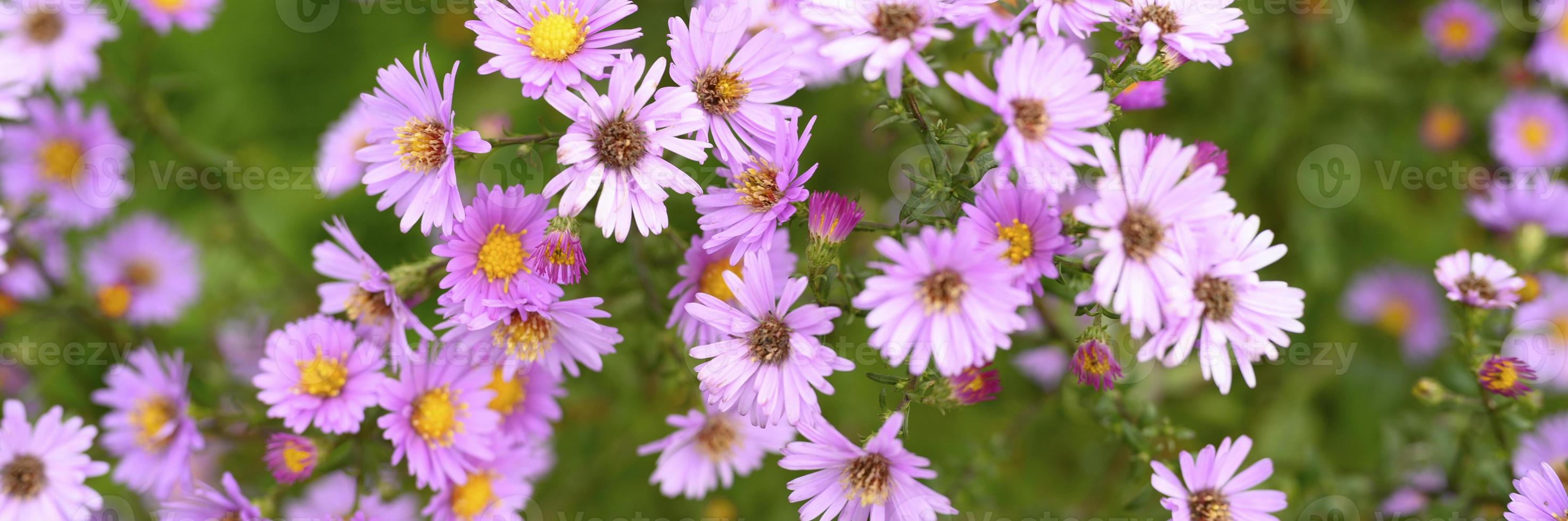 fiori autunnali aster novi-belgii vibranti di colore viola chiaro foto