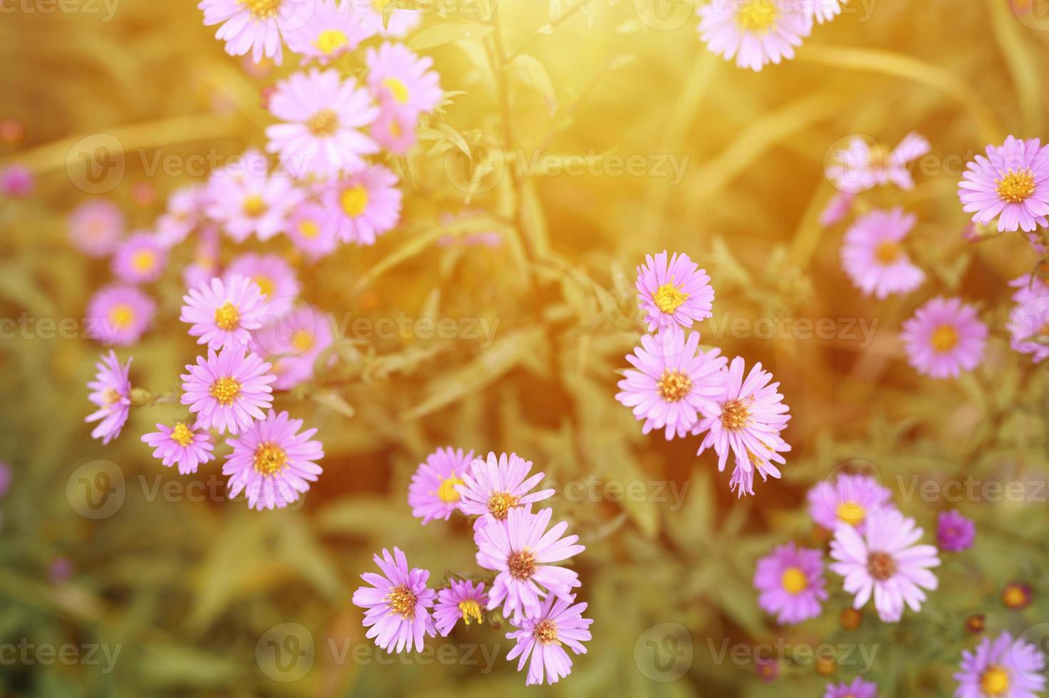 fiori autunnali aster novi-belgii vibranti di colore viola chiaro foto