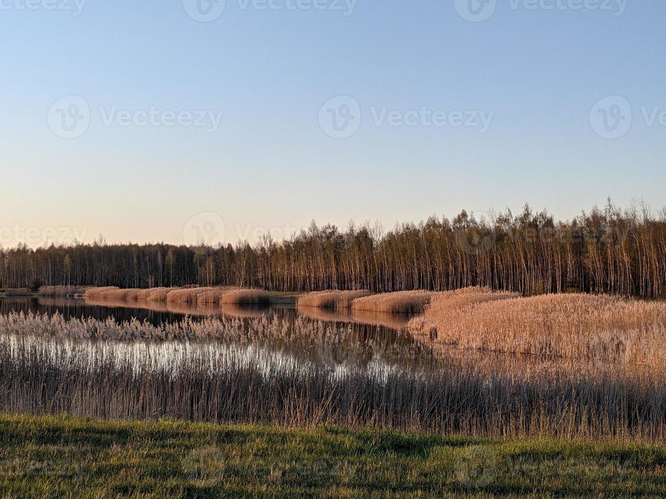 Visualizza di ornamentale erbe durante un' in ritardo pomeriggio primavera d'oro ora foto