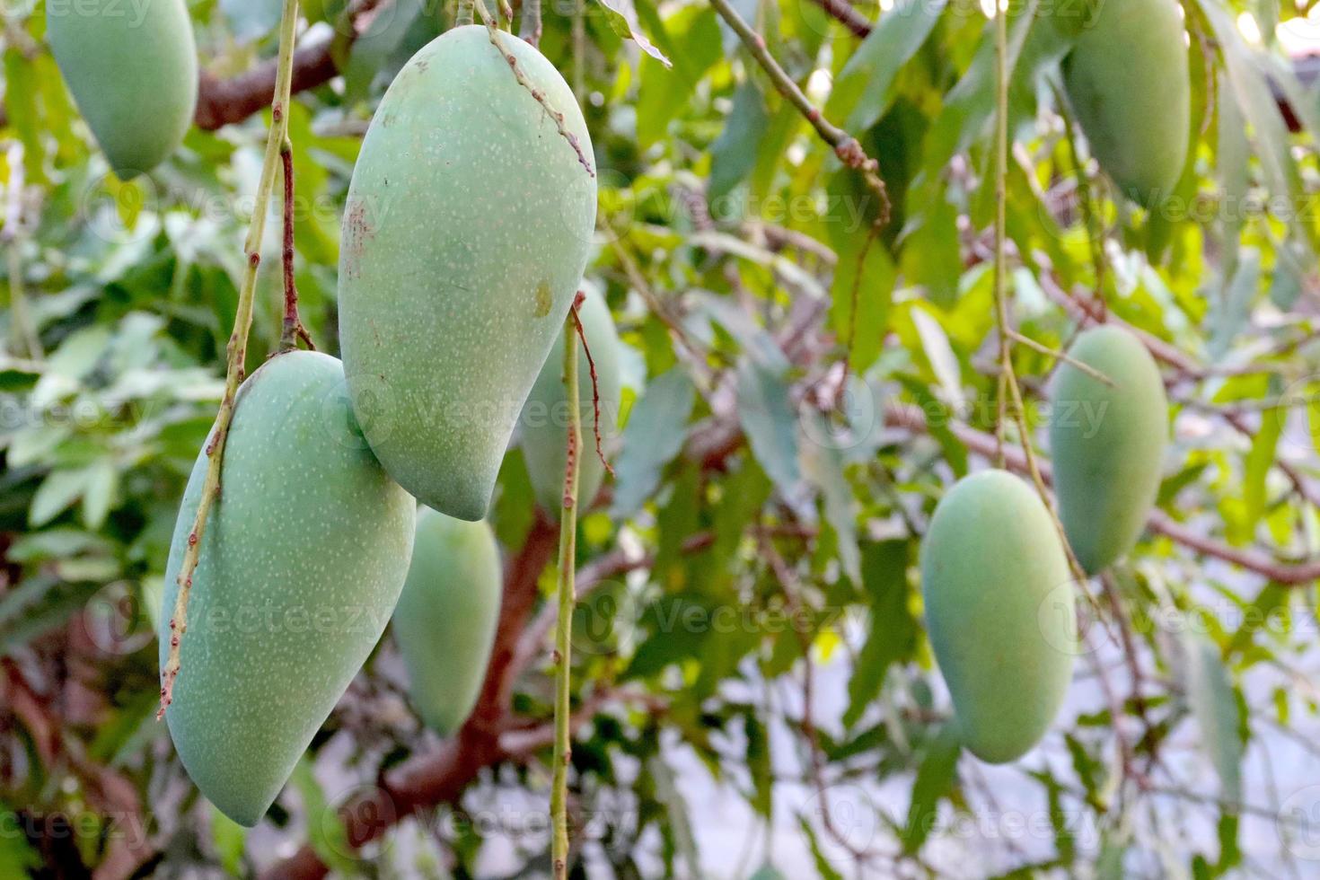 verde Mango su il albero, tailandese Mango foto