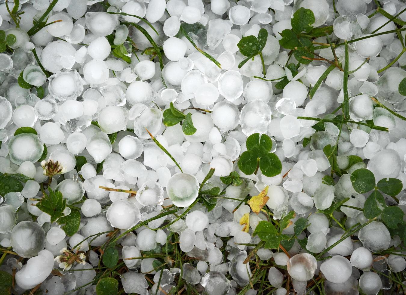 foglie di trifoglio verde ricoperte di grandine foto