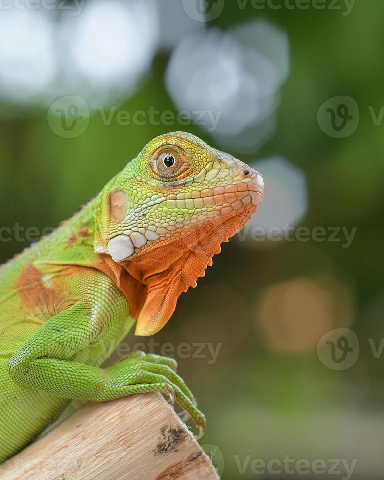 primo piano dell'iguana verde con bokeh pulito foto