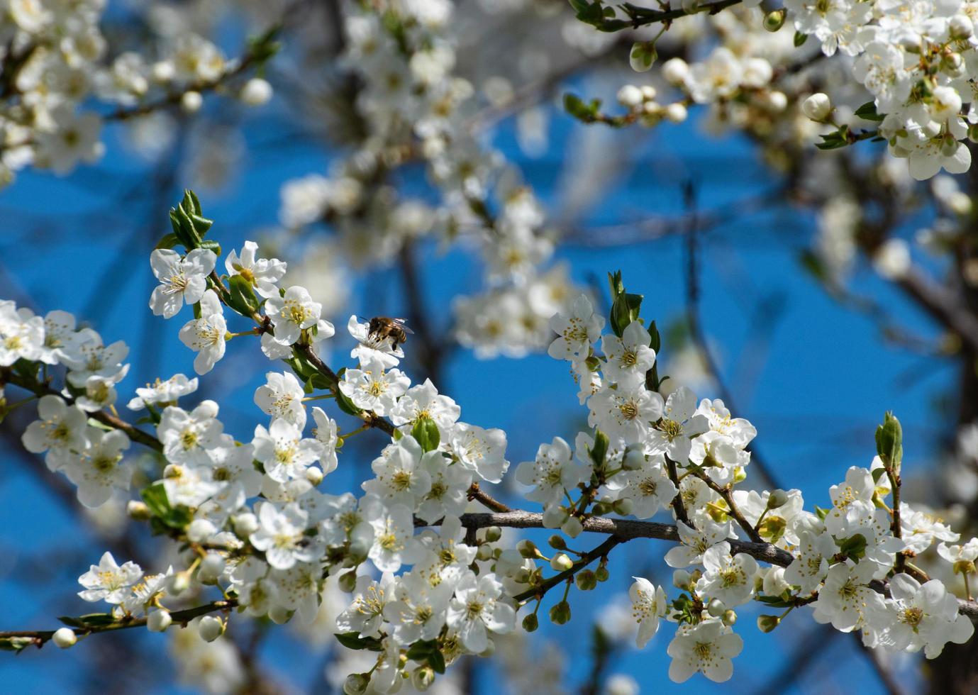 fiori di prugna contro il cielo foto