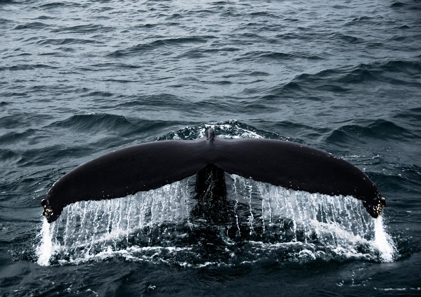 coda di balena gigante nell'oceano in Islanda foto