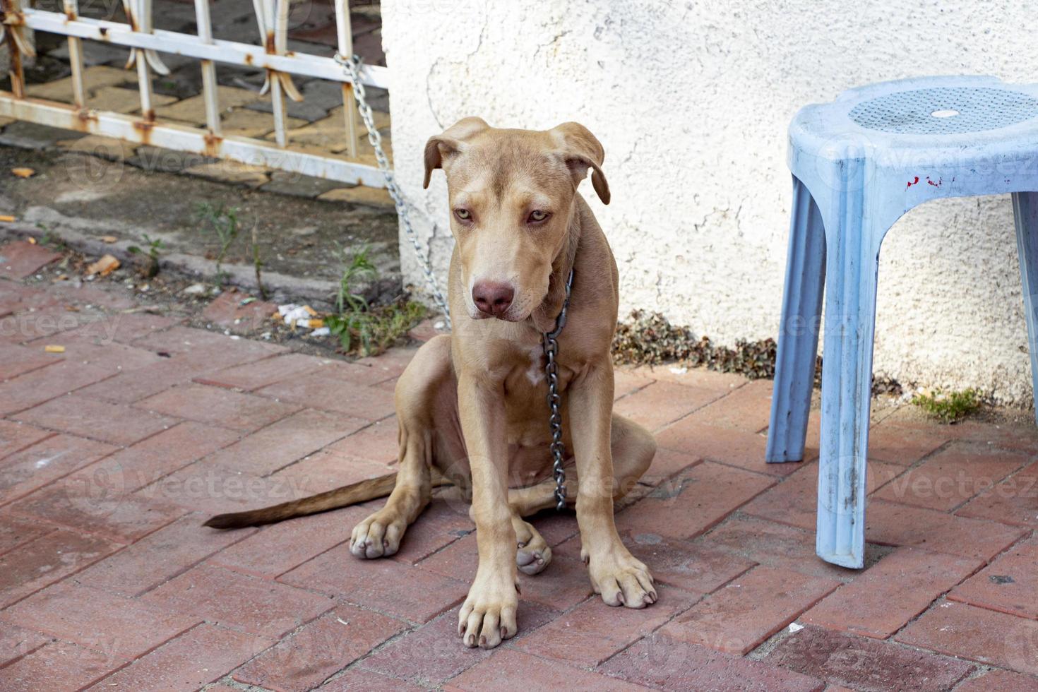 Marrone cane seduta su il pavimento e guardare a il telecamera con un' catena foto