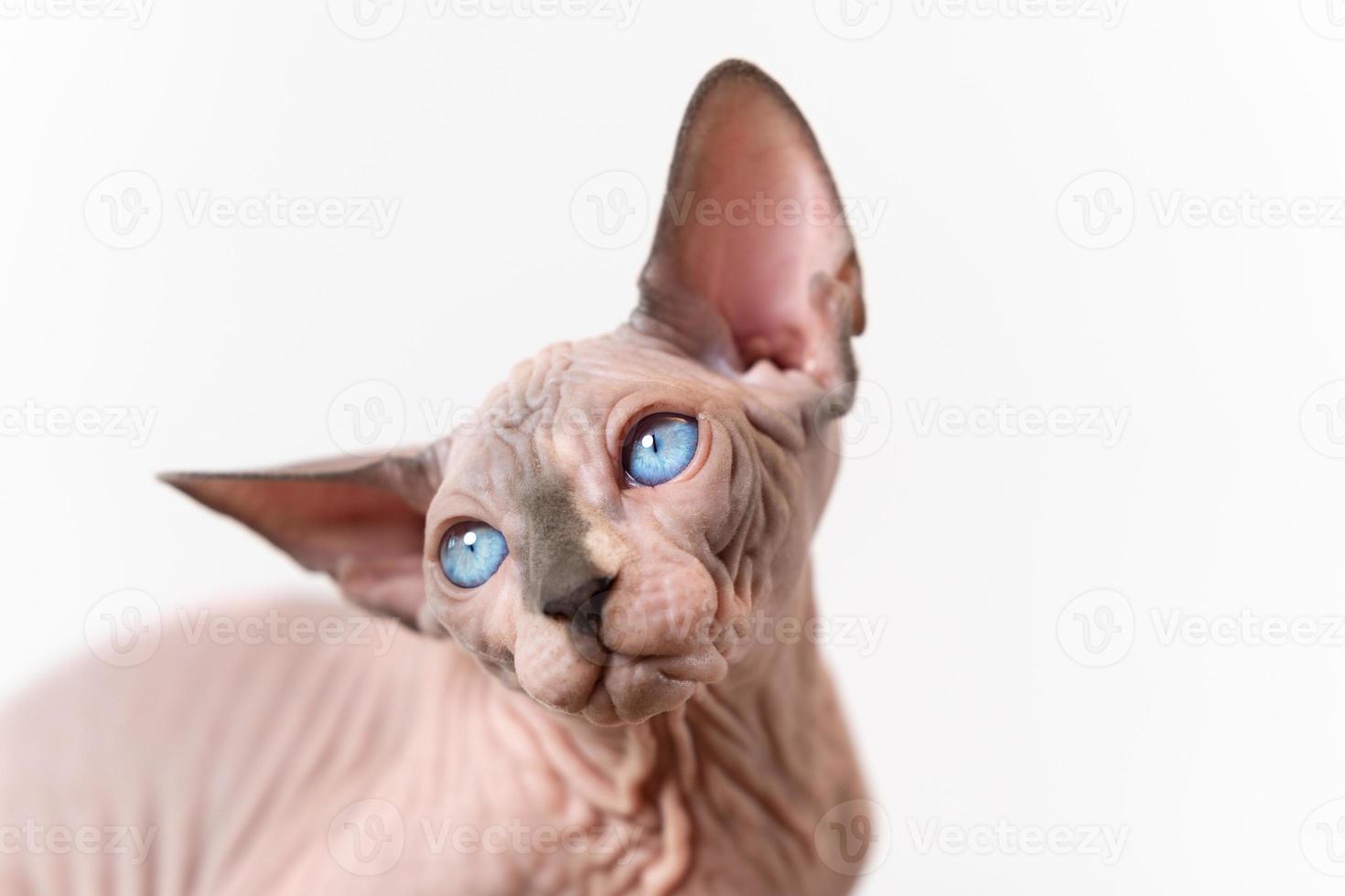 ritratto di canadese sphynx gatto di blu visone e bianca colore con blu occhi su bianca sfondo foto