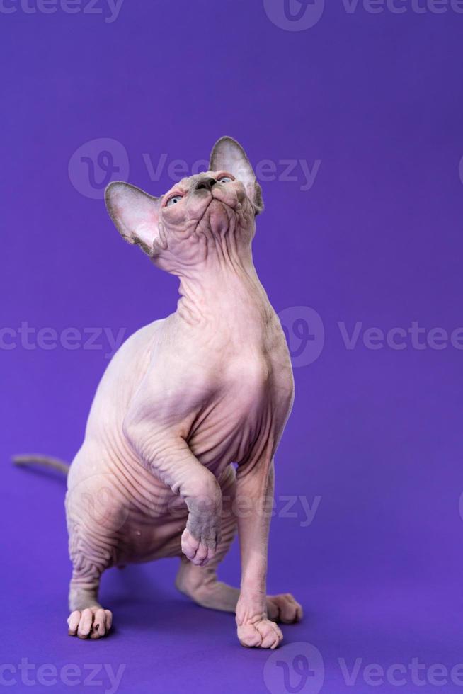 sphynx gatto di colore blu visone e bianca si siede su viola sfondo, raccolta suo davanti zampa, guardare su foto