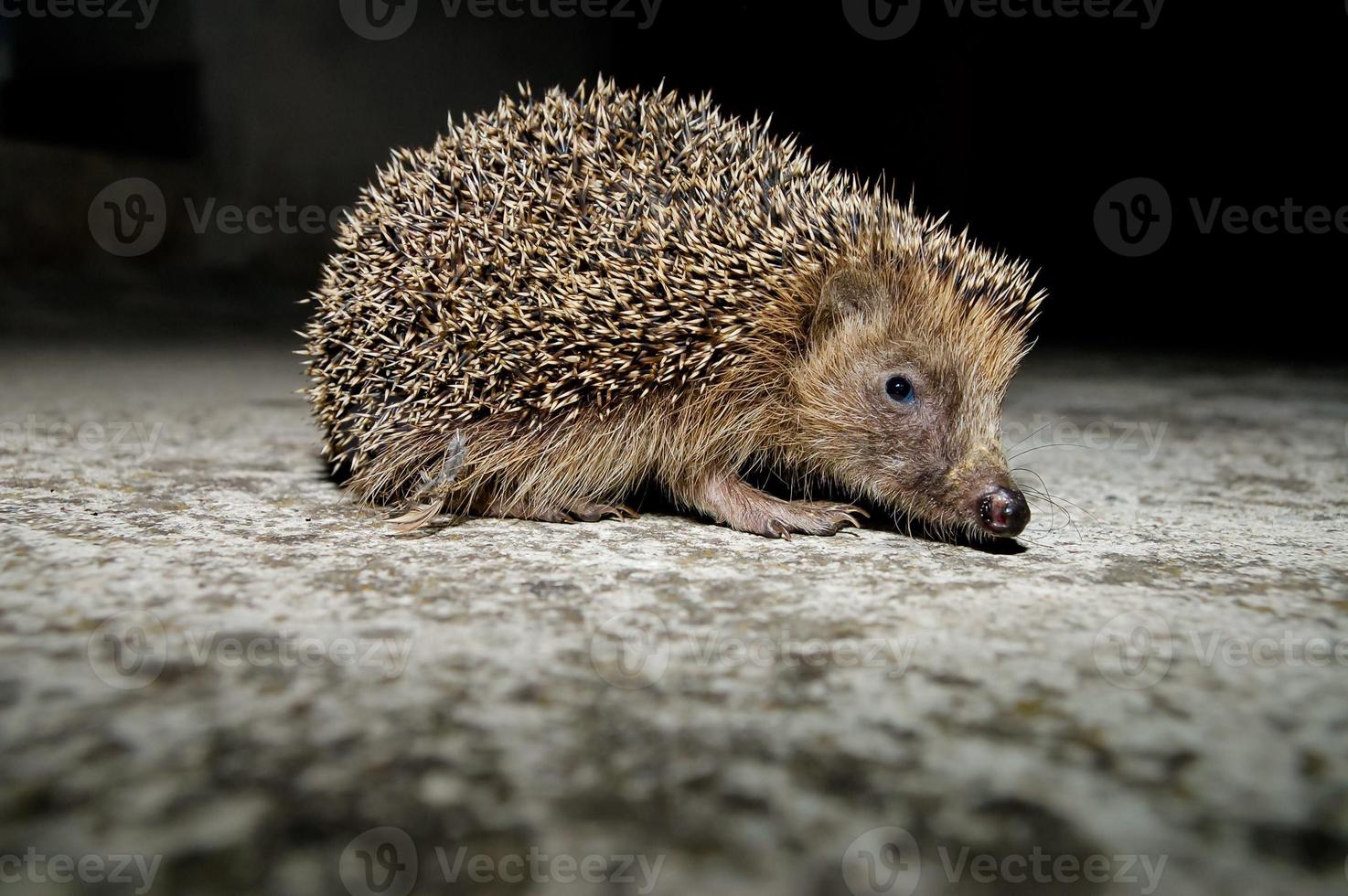 piccolo carino riccio foto