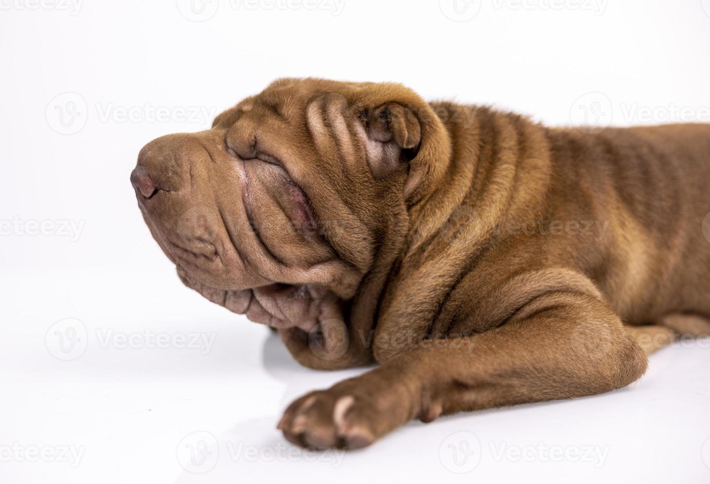 shar pei cane cucciolo dire bugie giù contro bianca sfondo foto