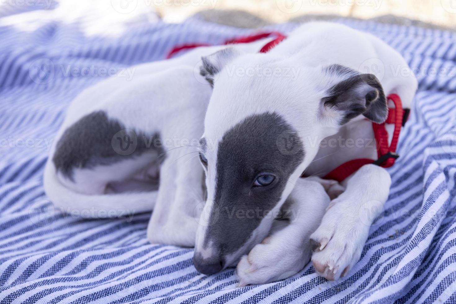 un' carino whippet cane foto