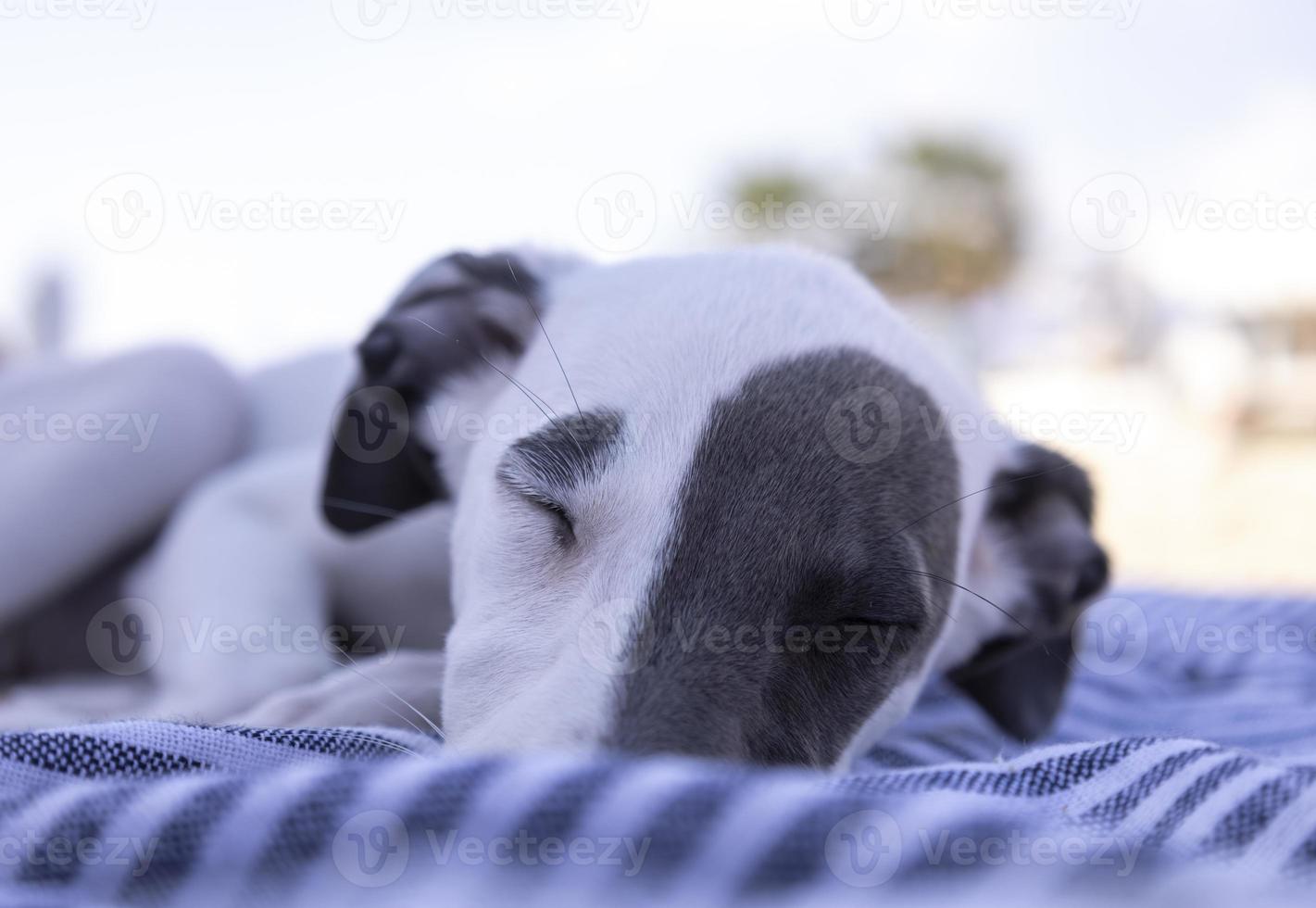 un' carino whippet cane foto