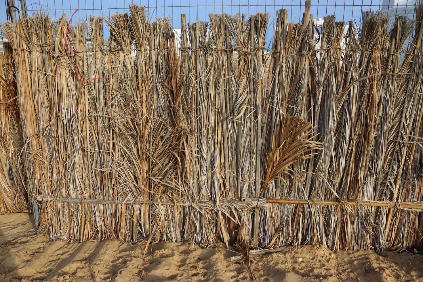 asciutto naturale palma le foglie recinzione, sfondo texure foto