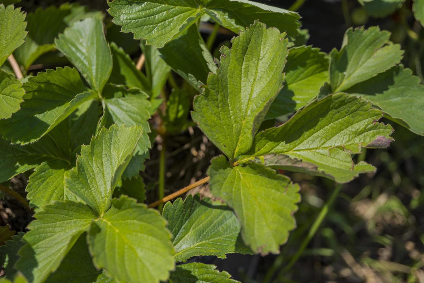 vicino su di fragola foglia struttura e superficie quando raccogliere stagione su il primavera tempo a verde giardino malang. il foto è adatto per uso per botanico manifesto, sfondo e raccogliere pubblicità.