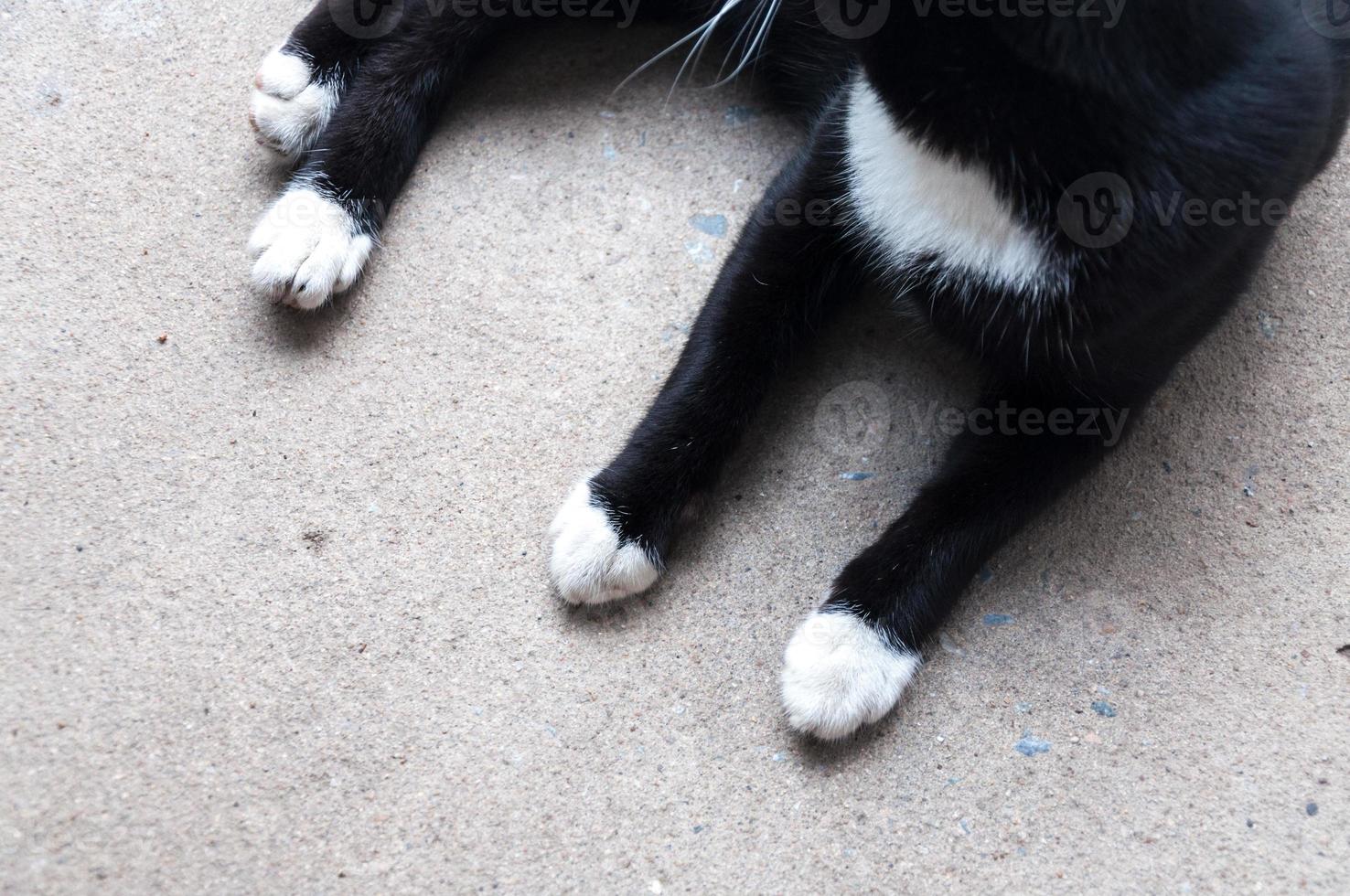 nero e bianca gatto gamba dire bugie su il floor.cat's zampa. foto