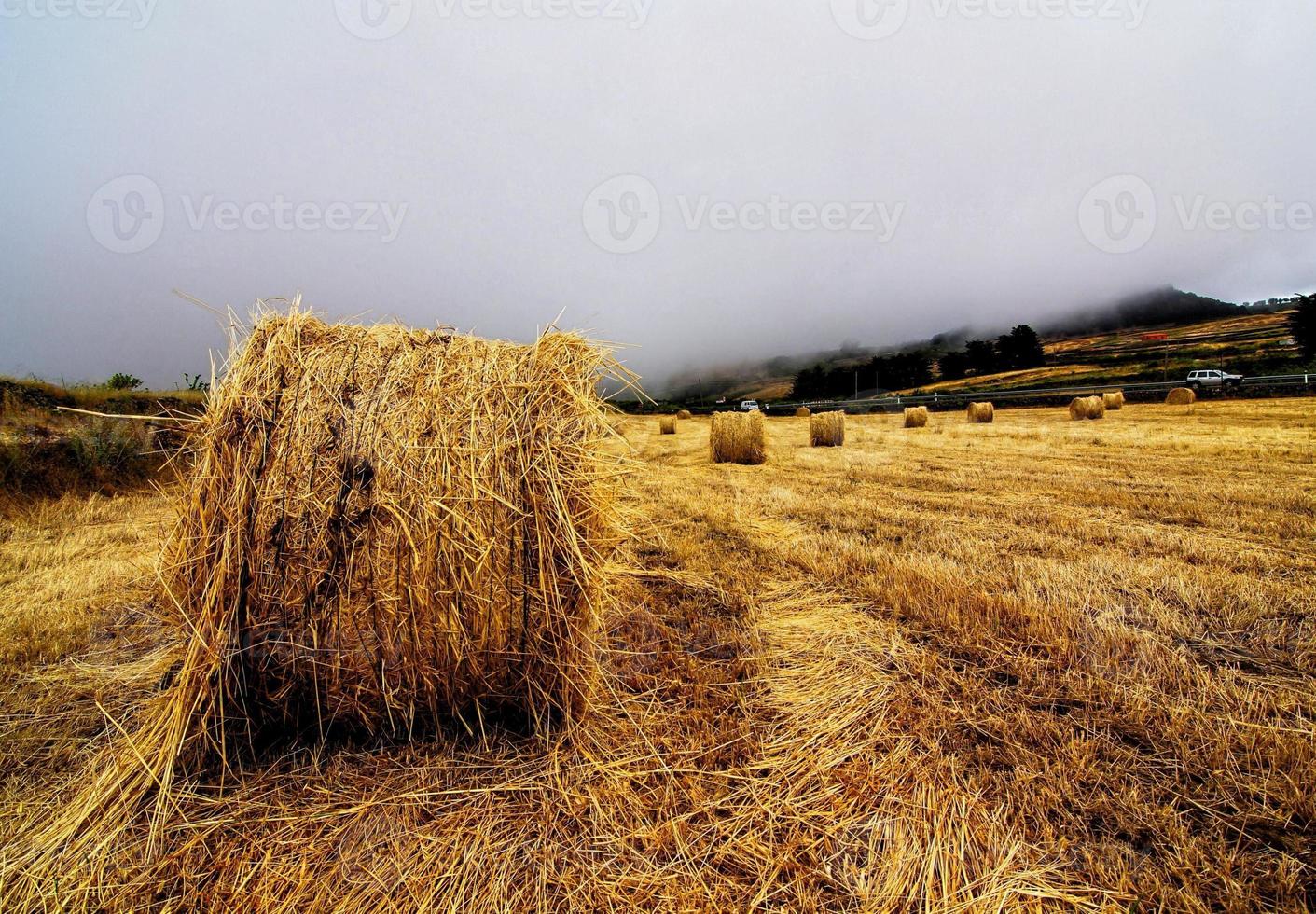 balle di fieno foto