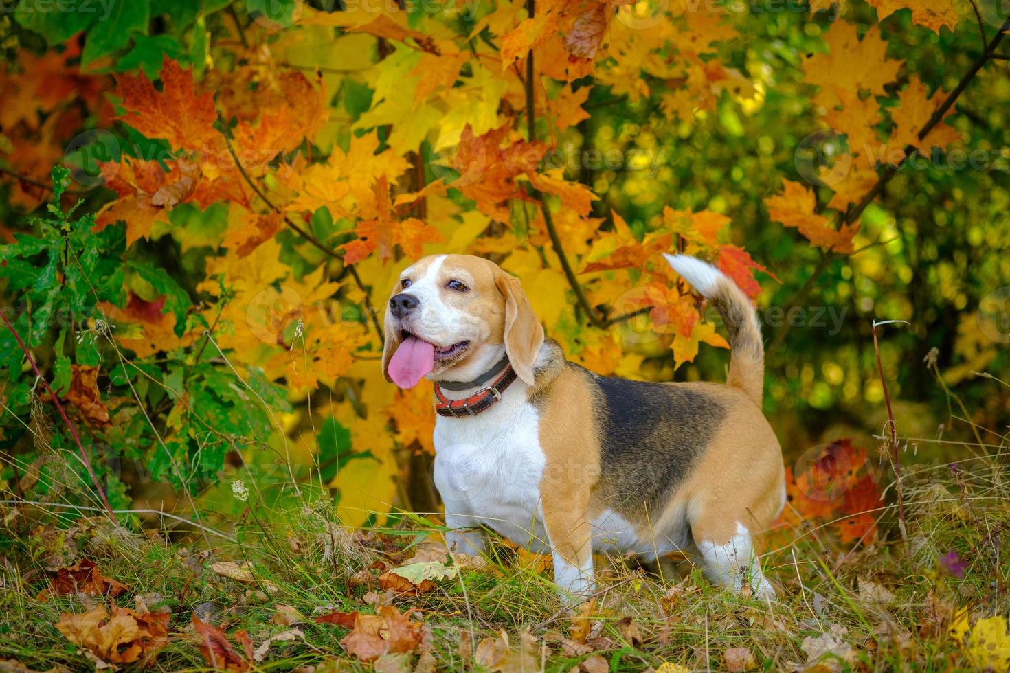 ritratto di un cane beagle su uno sfondo di bellissime foglie d'acero gialle e rosse in autunno foto