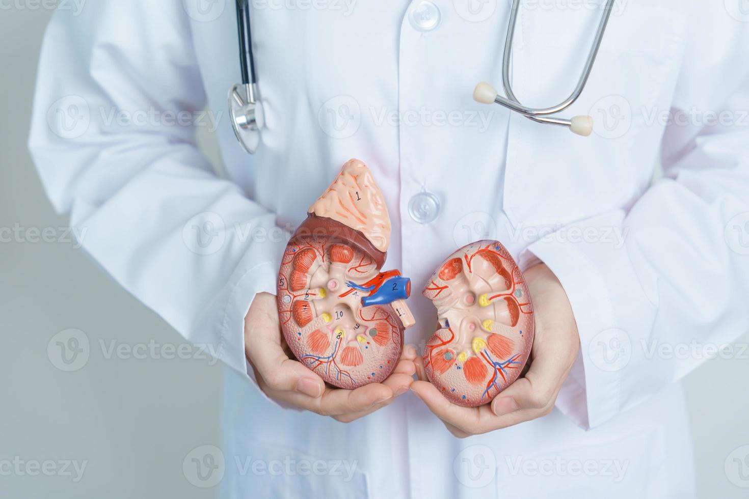 medico Tenere anatomico rene surrenale ghiandola modello. malattia di urinario sistema e pietre, cancro, mondo rene giorno, cronico rene, urologia, nefrite, renale e trapianto concetto foto