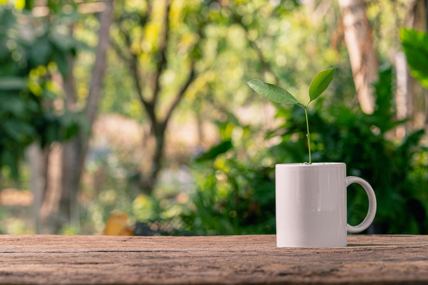 piantare alberi in vaso, amare le piante e il concetto di ambiente foto