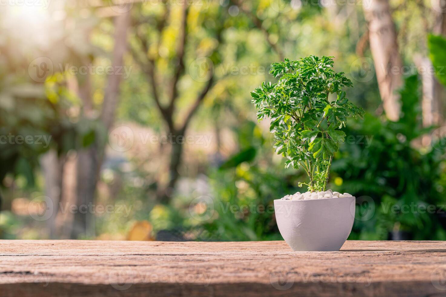 piantare alberi in vaso, amare le piante e il concetto di ambiente foto