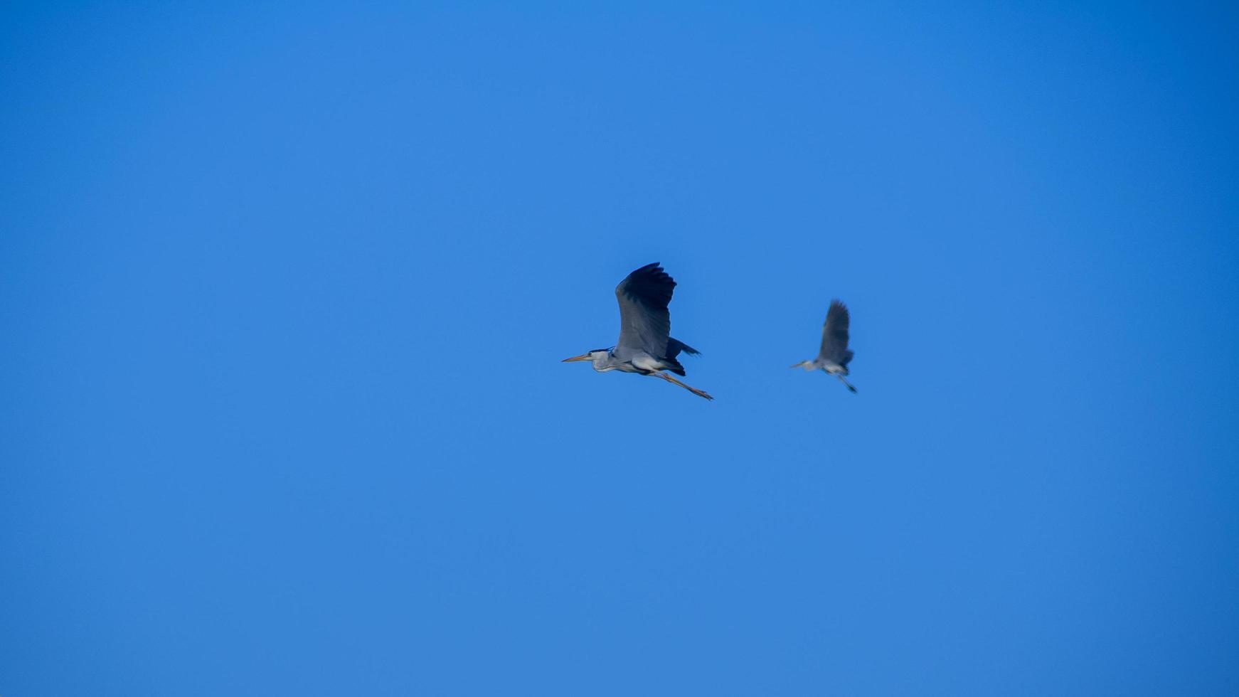 migratorio uccelli volante dietro a il blu cielo foto