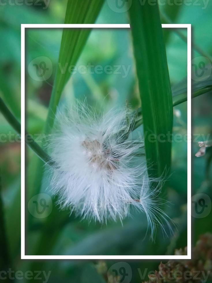 un' bianca dente di leone è nel un' verde campo con bianca telaio foto